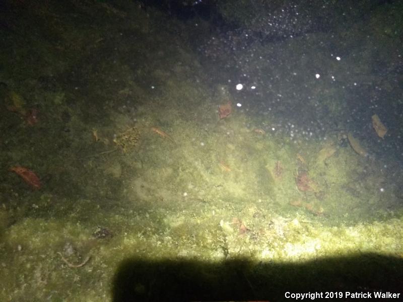 Sierra Newt (Taricha torosa sierrae)