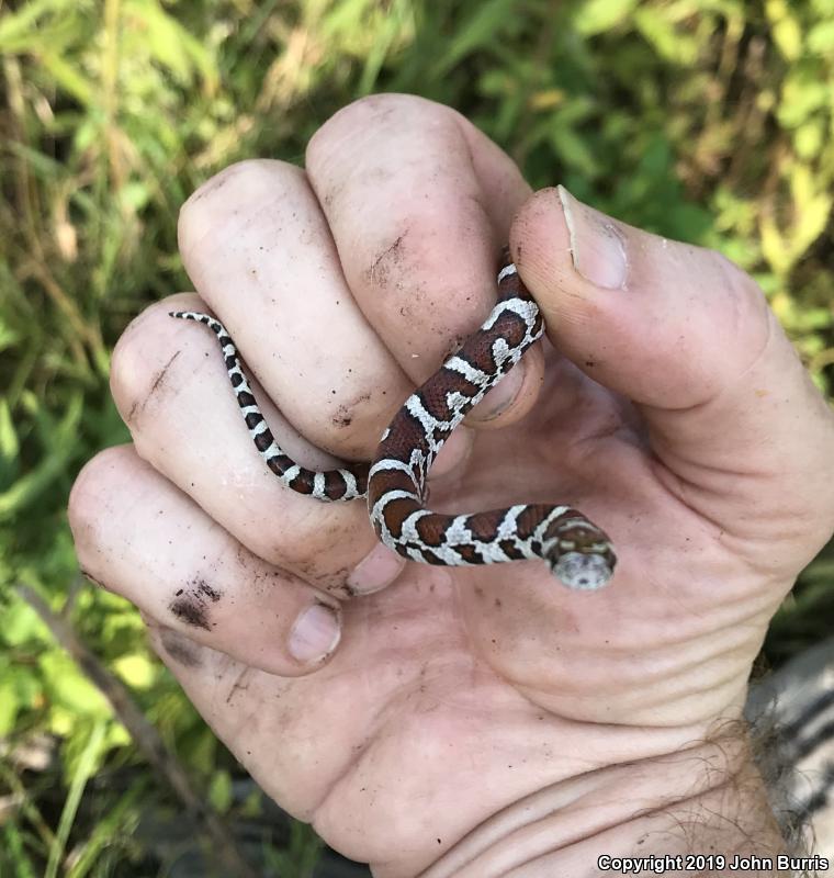 Eastern Milksnake (Lampropeltis triangulum triangulum)