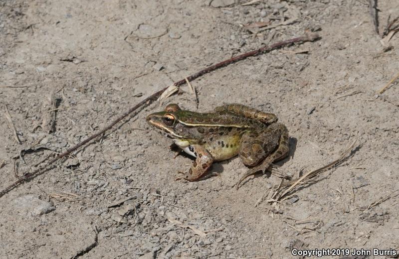 Southern Leopard Frog (Lithobates sphenocephalus utricularius)