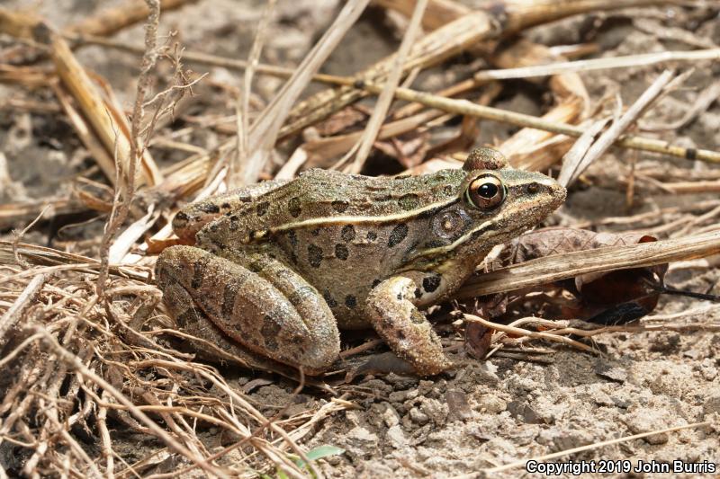 Southern Leopard Frog (Lithobates sphenocephalus utricularius)