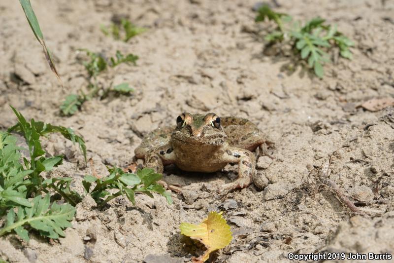 Southern Leopard Frog (Lithobates sphenocephalus utricularius)