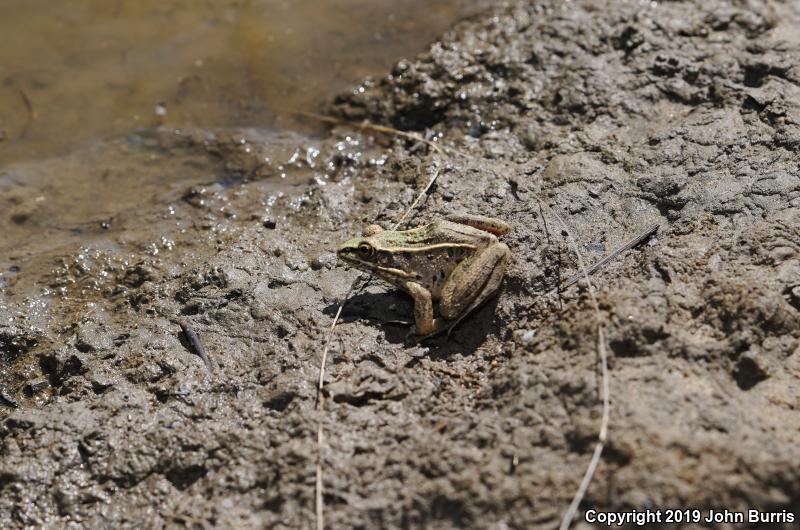 Southern Leopard Frog (Lithobates sphenocephalus utricularius)