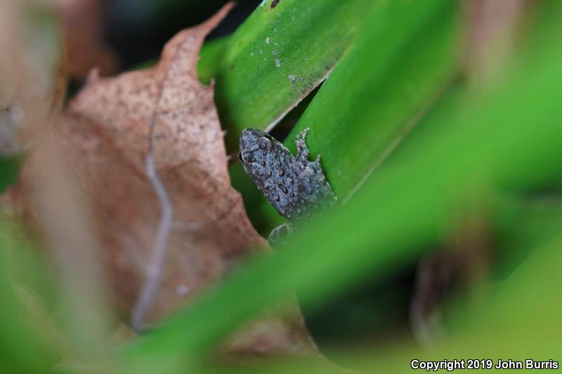 Eastern Cricket Frog (Acris crepitans crepitans)