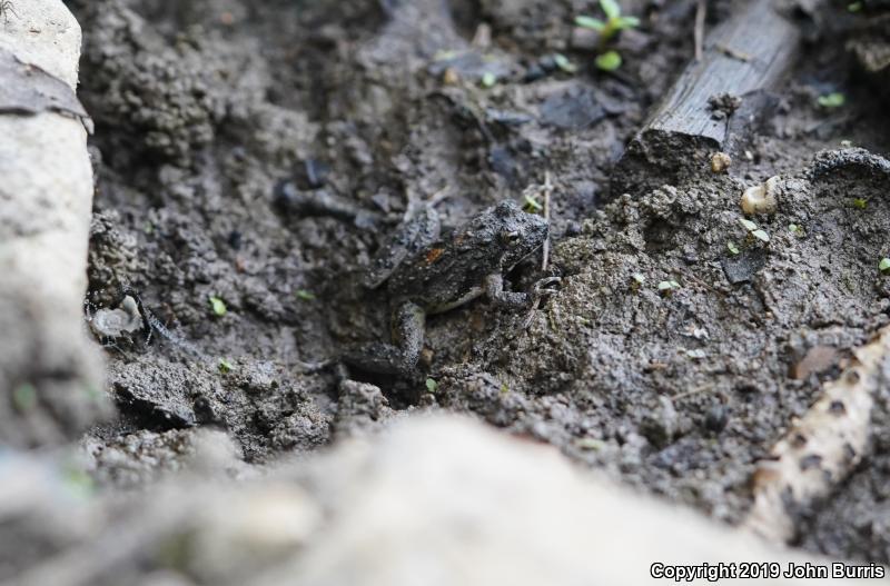 Eastern Cricket Frog (Acris crepitans crepitans)