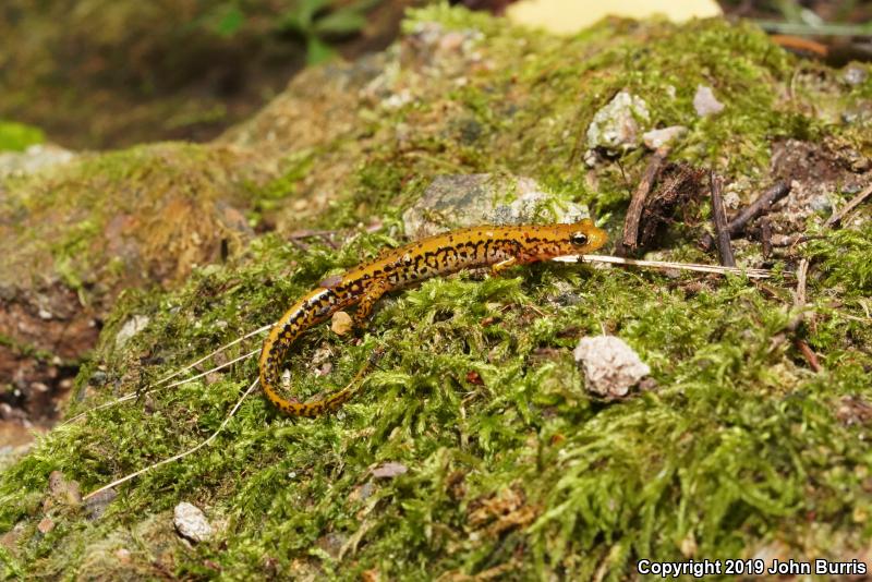 Long-tailed Salamander (Eurycea longicauda longicauda)