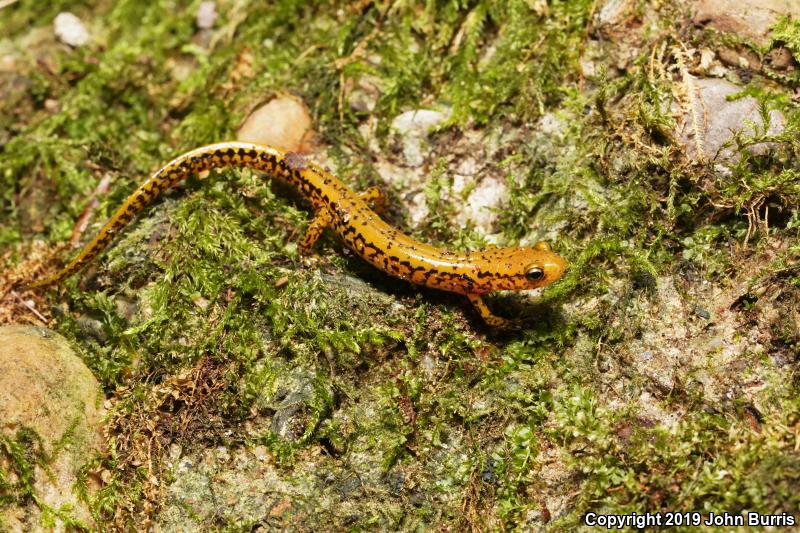 Long-tailed Salamander (Eurycea longicauda longicauda)