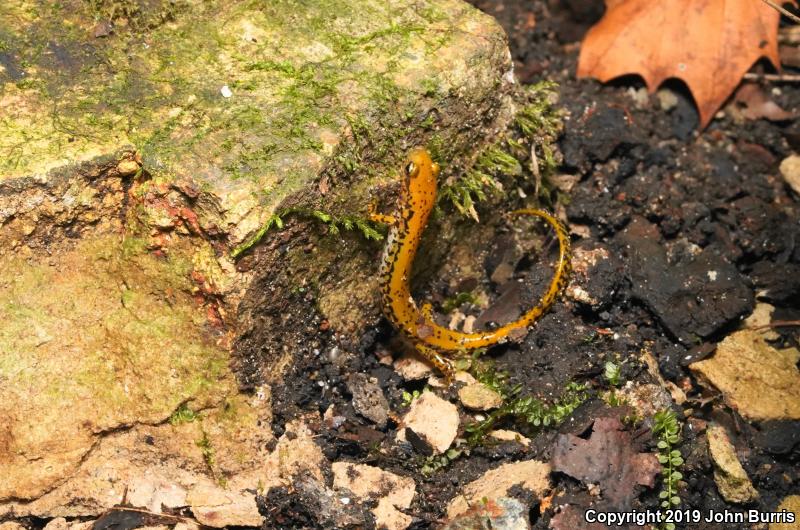 Long-tailed Salamander (Eurycea longicauda longicauda)