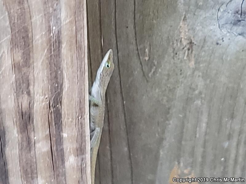 Northern Green Anole (Anolis carolinensis carolinensis)