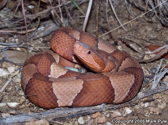 Broad-banded Copperhead (Agkistrodon contortrix laticinctus)