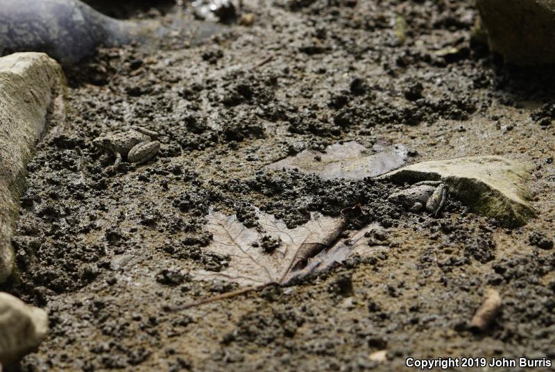 Eastern Cricket Frog (Acris crepitans crepitans)