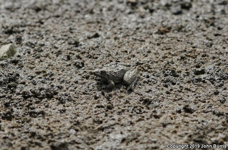 Eastern Cricket Frog (Acris crepitans crepitans)