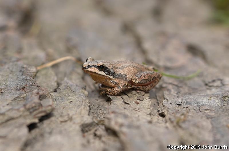 Western Chorus Frog (Pseudacris triseriata)