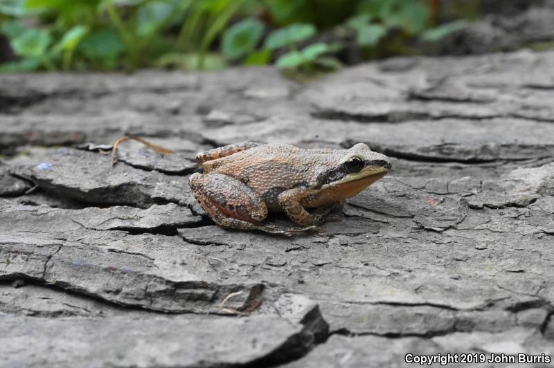 Western Chorus Frog (Pseudacris triseriata)