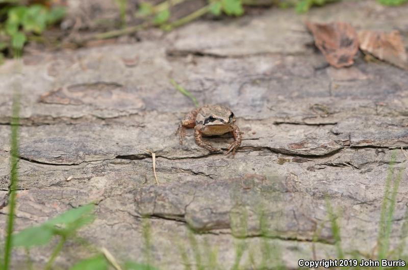 Western Chorus Frog (Pseudacris triseriata)