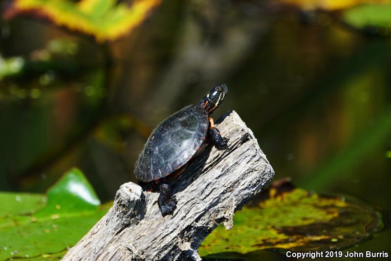 Midland Painted Turtle (Chrysemys picta marginata)