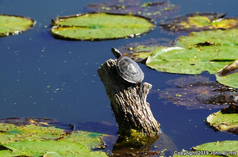 Midland Painted Turtle (Chrysemys picta marginata)