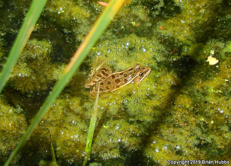 Plains Leopard Frog (Lithobates blairi)