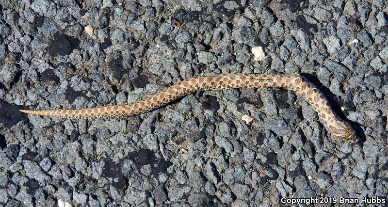 Plains Hog-nosed Snake (Heterodon nasicus)