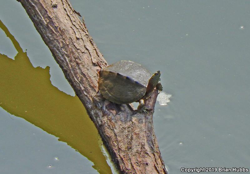 False Map Turtle (Graptemys pseudogeographica pseudogeographica)