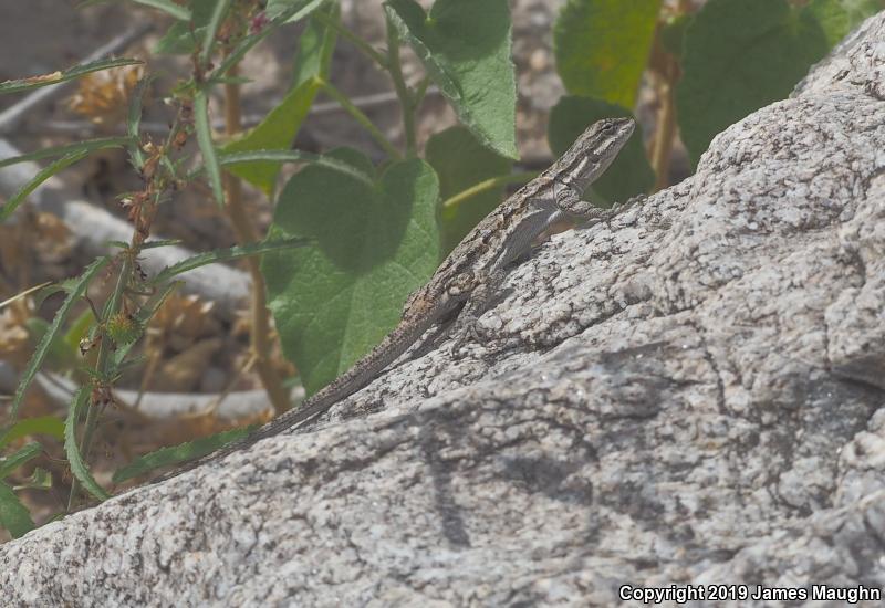 Ornate Tree Lizard (Urosaurus ornatus)