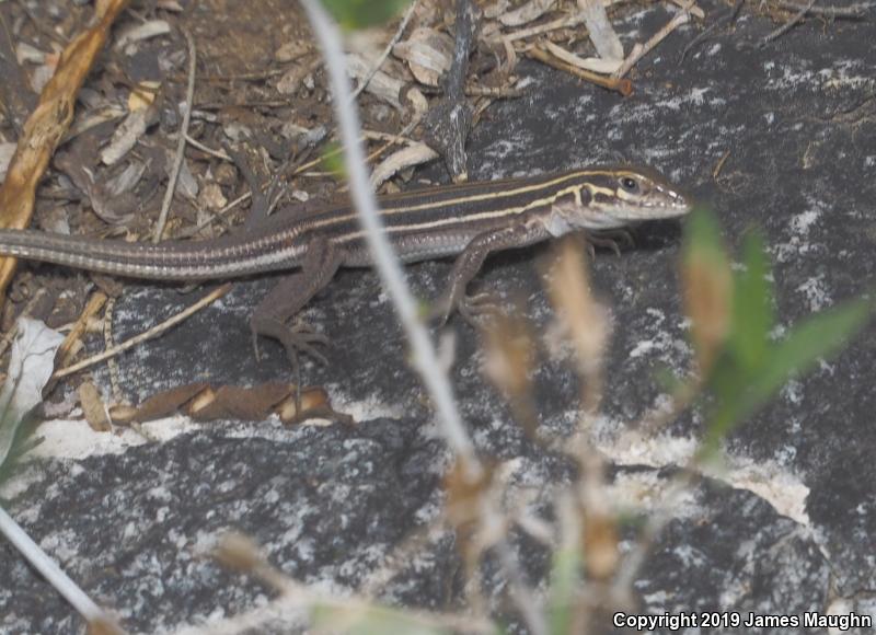 Desert Grassland Whiptail (Aspidoscelis uniparens)