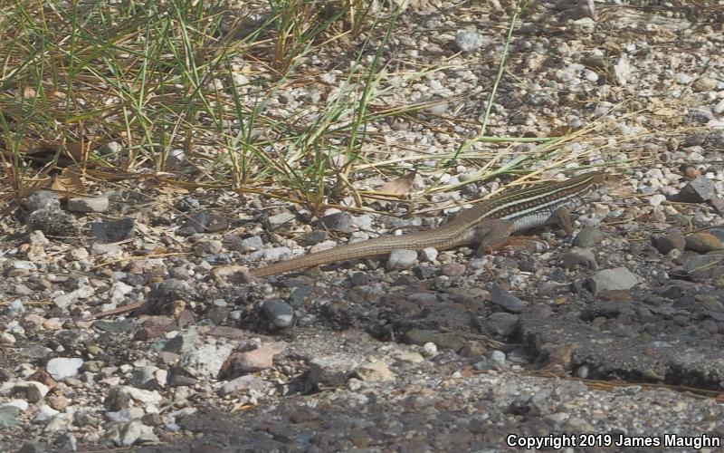 Giant Spotted Whiptail (Aspidoscelis burti stictogramma)