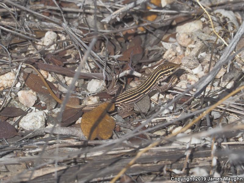 Sonoran Spotted Whiptail (Aspidoscelis sonorae)