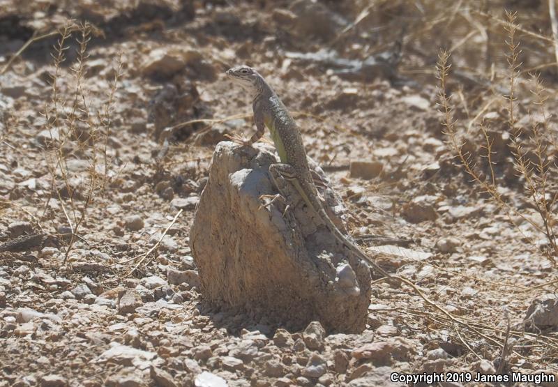 Eastern Zebra-tailed Lizard (Callisaurus draconoides ventralis)