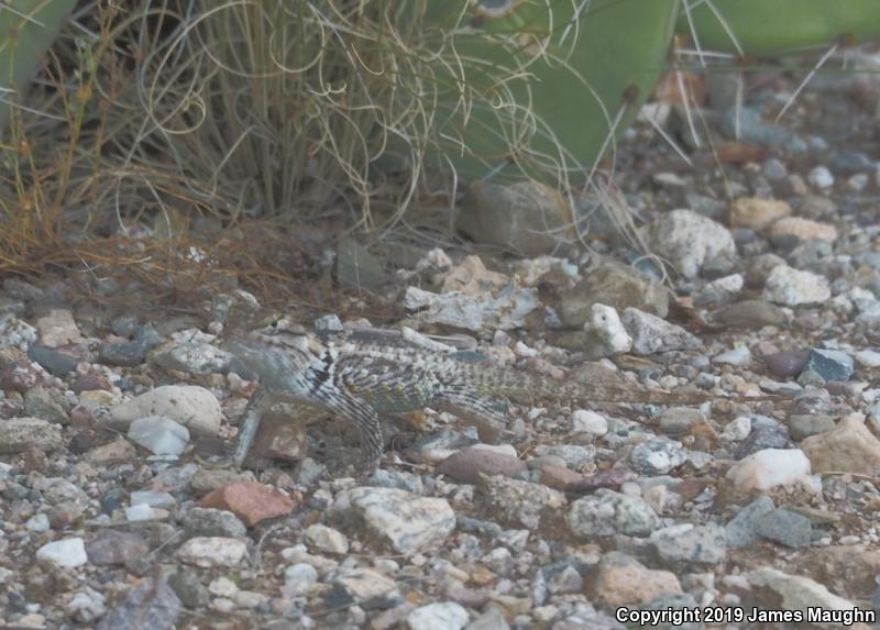 Desert Spiny Lizard (Sceloporus magister)