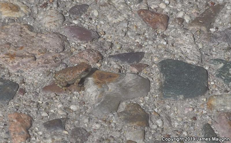 Red-spotted Toad (Anaxyrus punctatus)