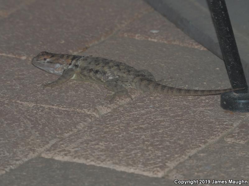 Desert Spiny Lizard (Sceloporus magister)