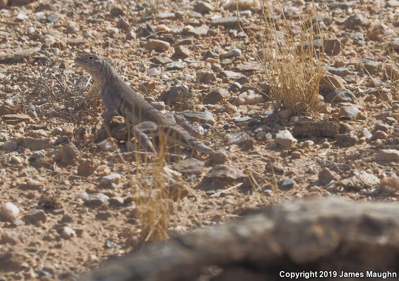 Eastern Zebra-tailed Lizard (Callisaurus draconoides ventralis)