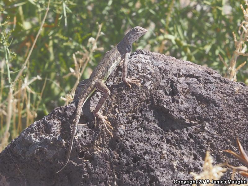 Eastern Zebra-tailed Lizard (Callisaurus draconoides ventralis)