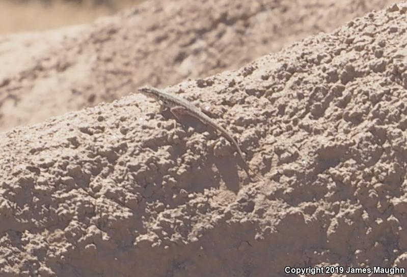 Western Side-blotched Lizard (Uta stansburiana elegans)