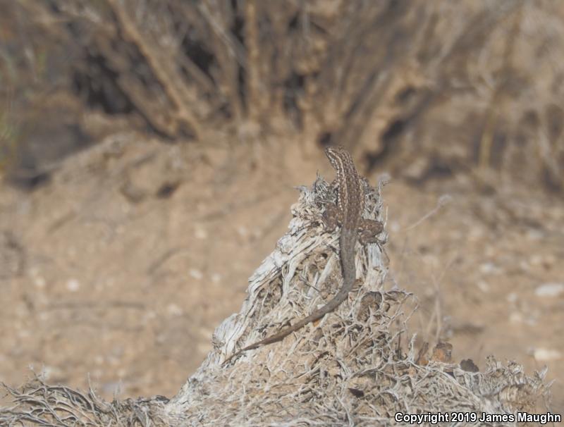 Western Side-blotched Lizard (Uta stansburiana elegans)