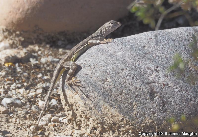 Eastern Zebra-tailed Lizard (Callisaurus draconoides ventralis)