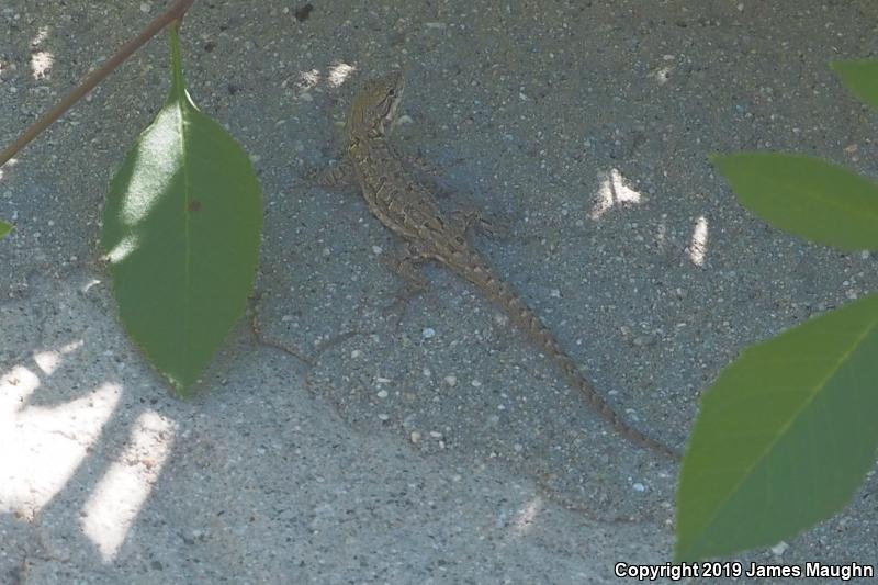 Ornate Tree Lizard (Urosaurus ornatus)