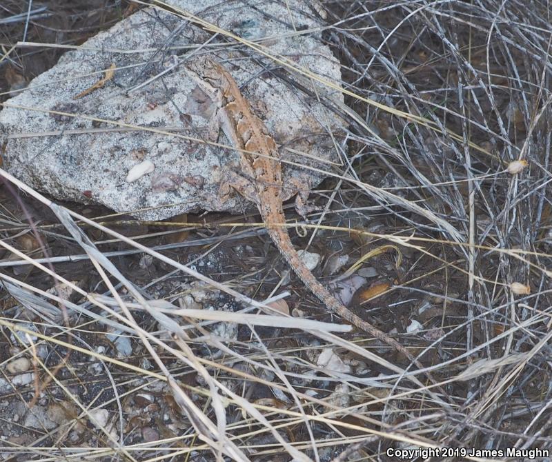 Ornate Tree Lizard (Urosaurus ornatus)