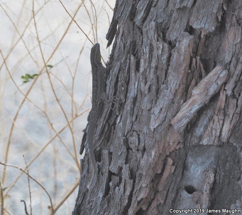 Ornate Tree Lizard (Urosaurus ornatus)