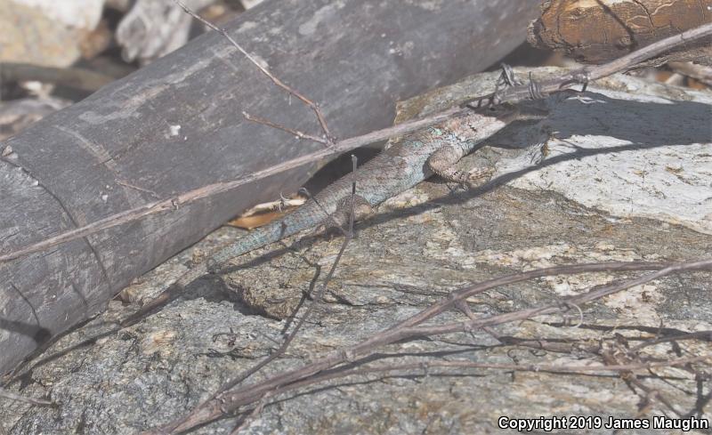 Desert Spiny Lizard (Sceloporus magister)