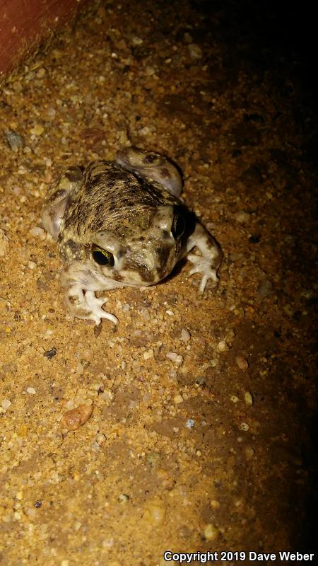 Couch's Spadefoot (Scaphiopus couchii)