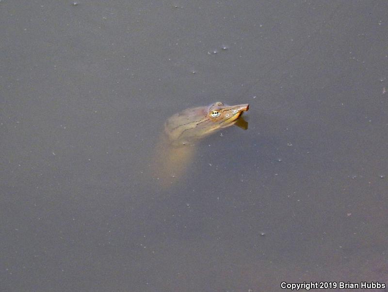 Midland Smooth Softshell (Apalone mutica mutica)