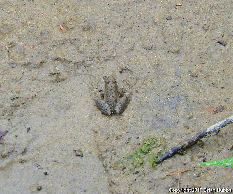 Eastern Cricket Frog (Acris crepitans crepitans)