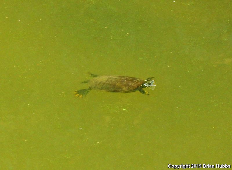 Western Painted Turtle (Chrysemys picta bellii)