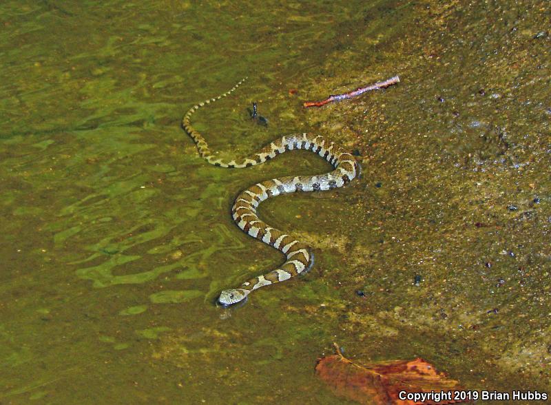 Northern Watersnake (Nerodia sipedon sipedon)