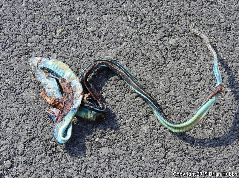 Orange-striped Ribbonsnake (Thamnophis proximus proximus)