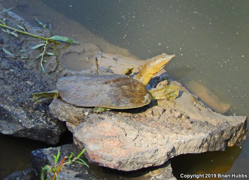 Western Spiny Softshell (Apalone spinifera hartwegi)