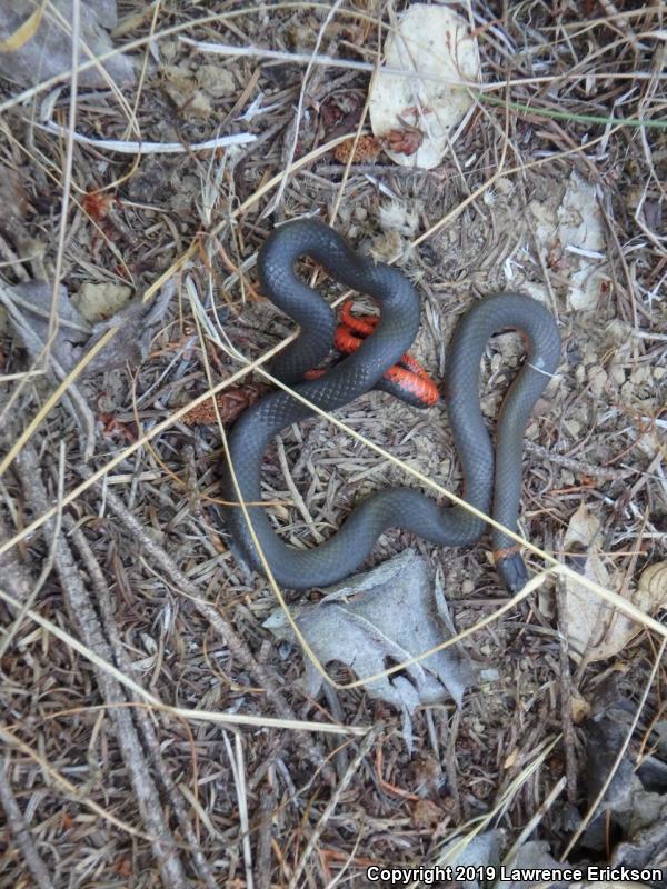 Pacific Ring-necked Snake (Diadophis punctatus amabilis)