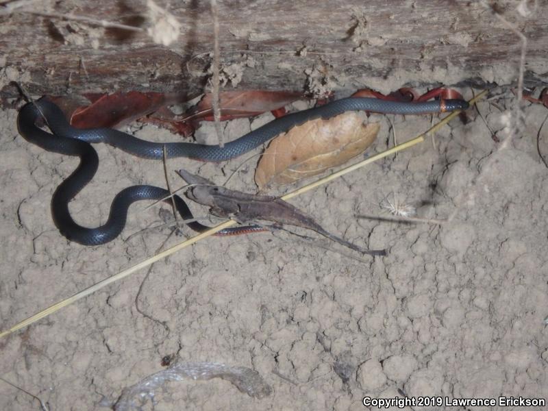 Pacific Ring-necked Snake (Diadophis punctatus amabilis)