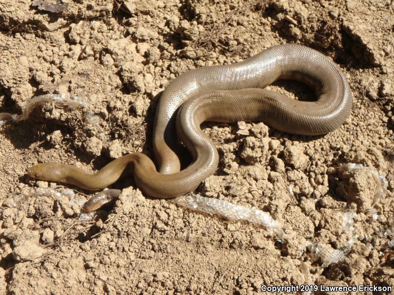 Northern Rubber Boa (Charina bottae)